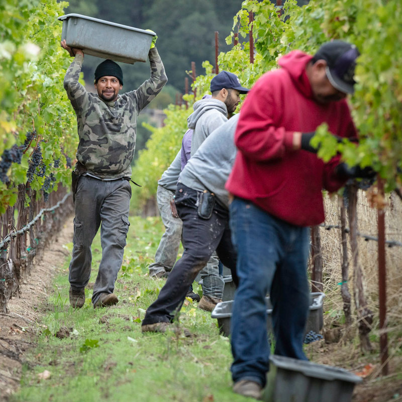Workers in vineyard during harvest